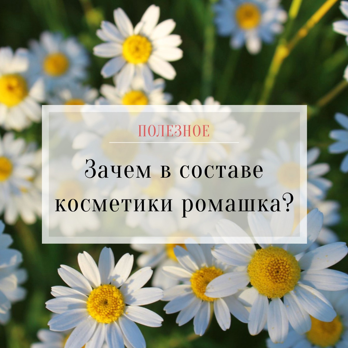 Зачем в составе косметики ромашка?