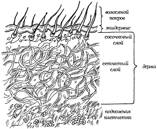 Слой букв. Строение кожи сосочковый слой. Сосочковый и сетчатый слой дермы. Сосочковый слой кожи животных. Строение кожи сетчатый слой.