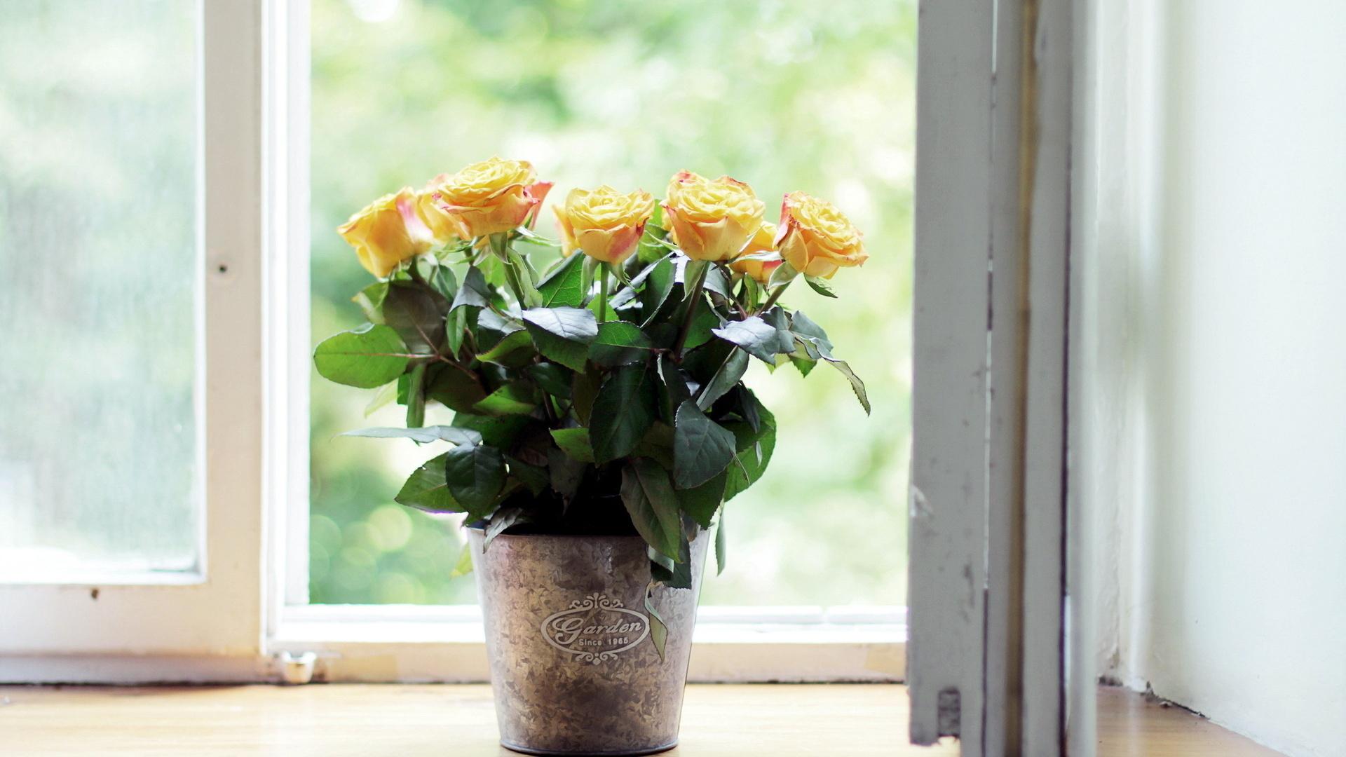 Как укоренить розу из букета в домашних условиях