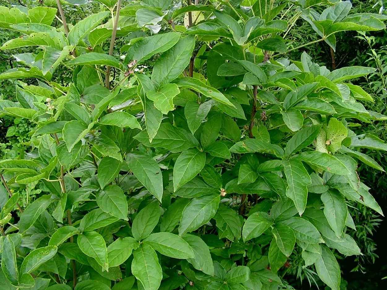 Листья акантопанакса