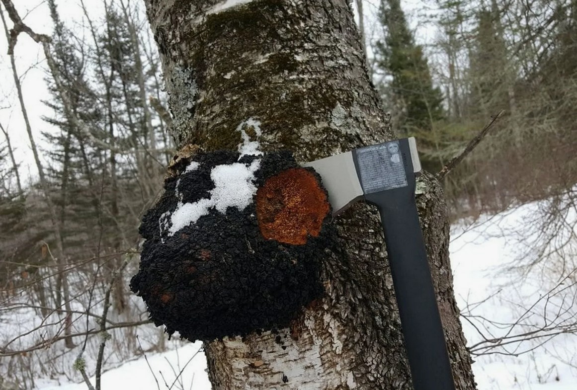 Чага