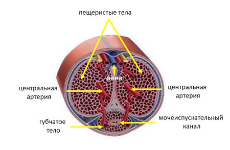 Анатомия полового члена. Изображение в разрезе