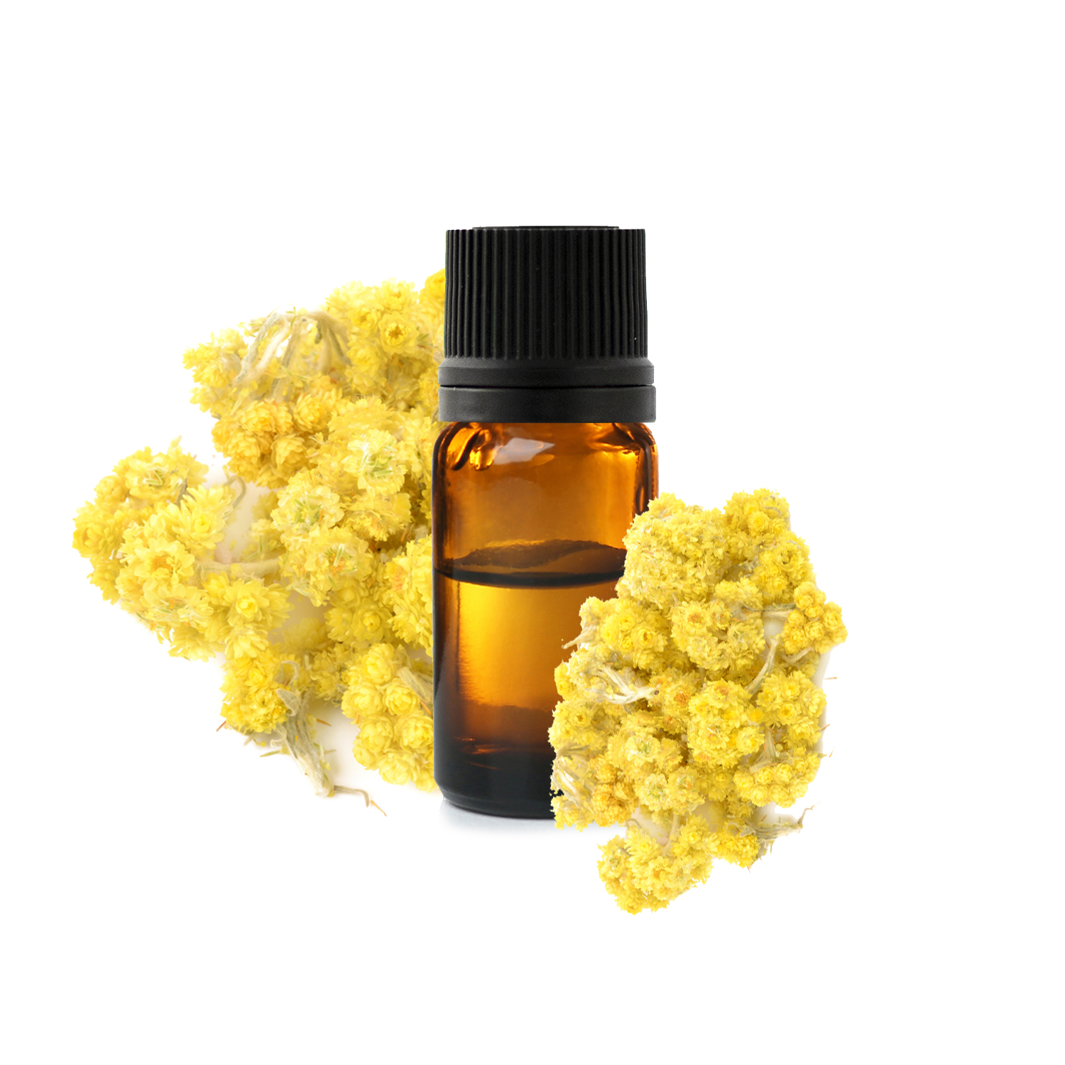 бессмертника Мадагаскарского бессмертника Мадагаскарского.jfif