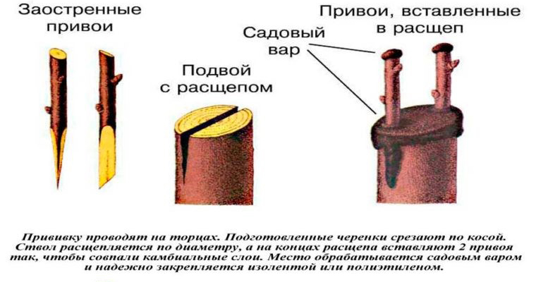 прививка