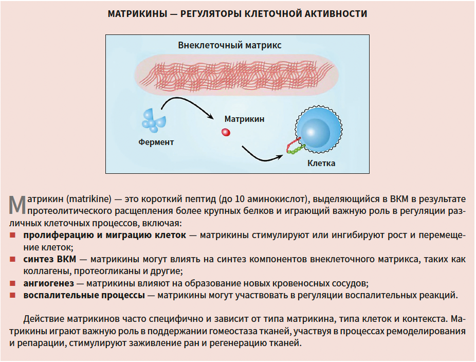 Турубара (коллаген) КМ 1-2025_справка-2.png