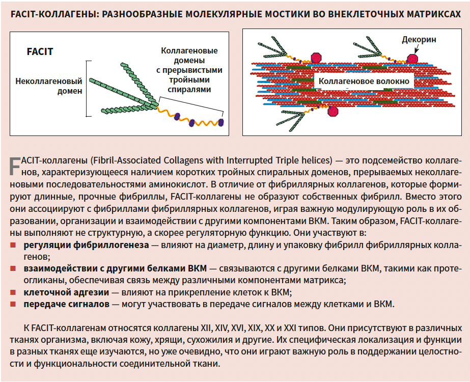 Турубара (коллаген) КМ 1-2025_справка-1.png