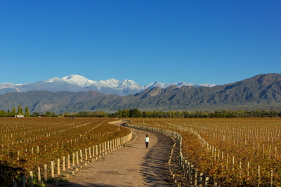 Мендоза (Mendoza)