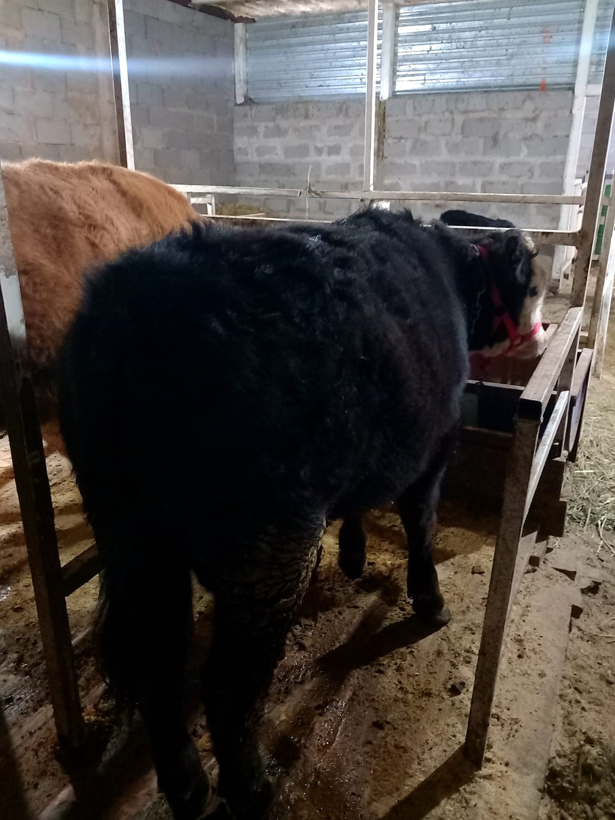 телята Алматы.jpeg