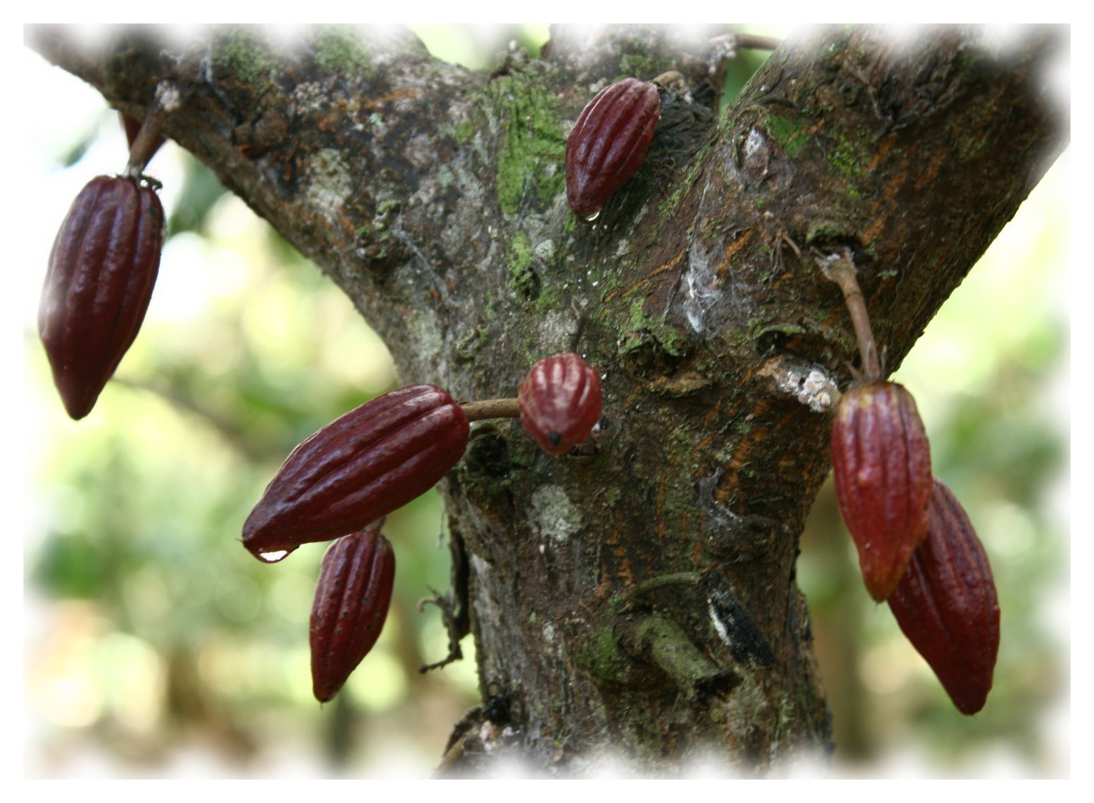Так растут какао плоды (стручки) на какао дереве.