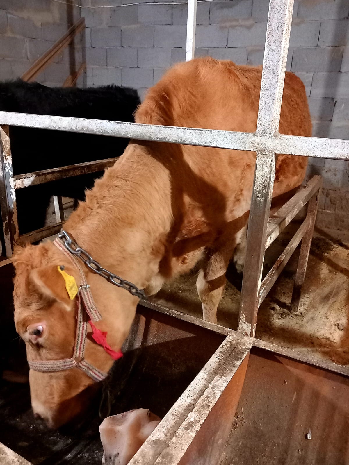 Корова Алматы Корова Алматы.jpeg