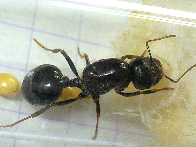 Что едят муравьи, рацион питания
