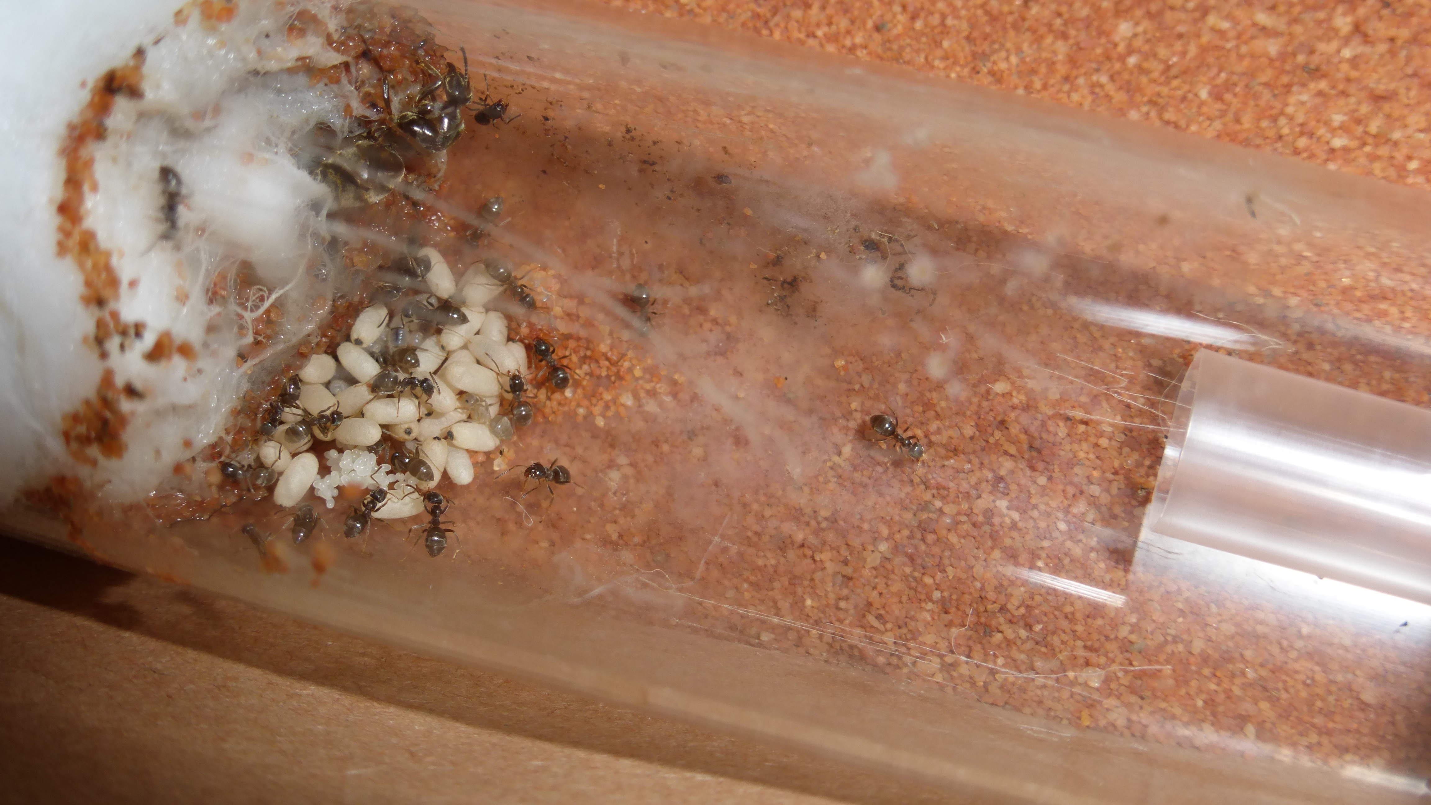 Что едят муравьи, рацион питания