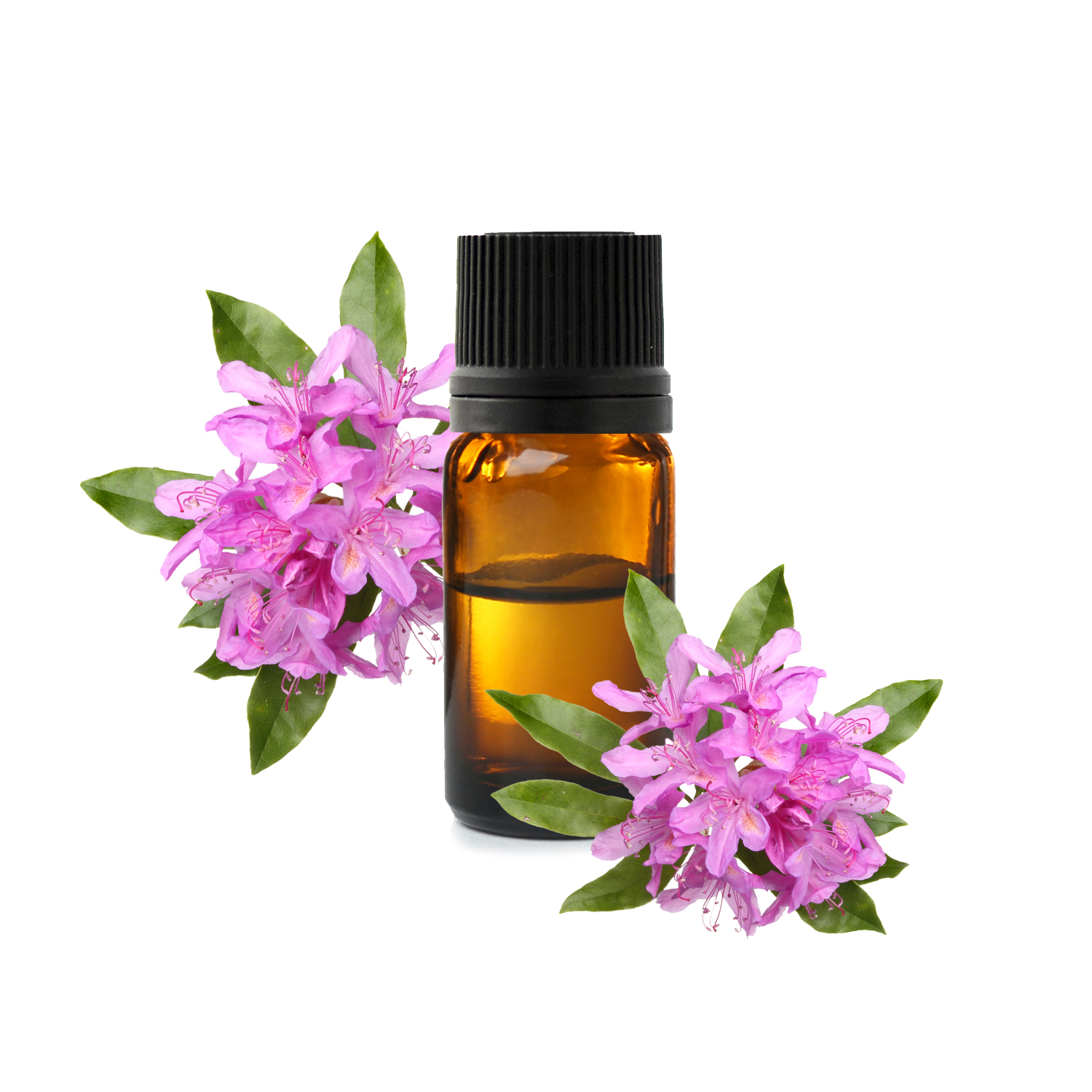 Рододендрон.jfif