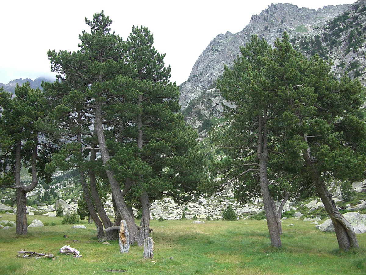Pinus_mugo_uncinata_trees.jpg