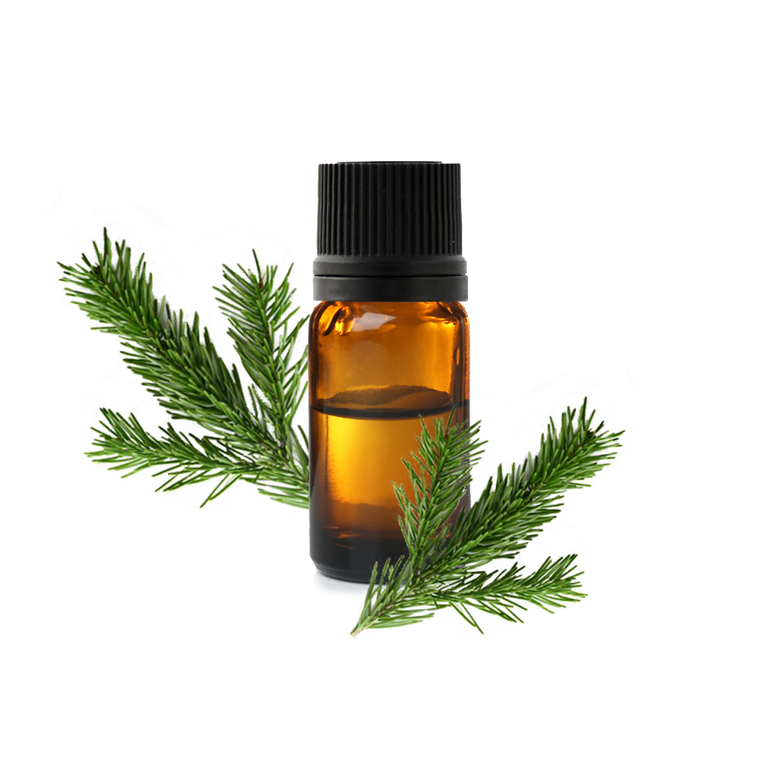 Пихта бальзамическая.jfif