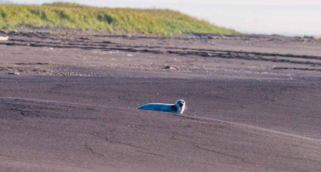 Сивучи на Камчатке в сентябре