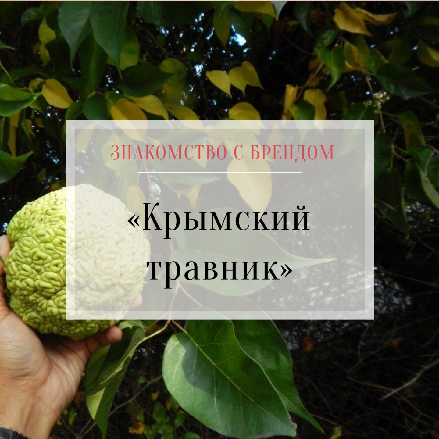 Крымский травник маклюра