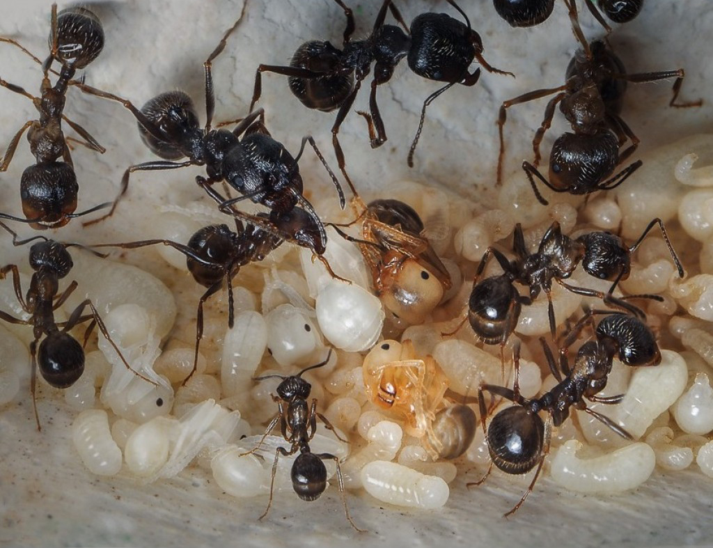 Разбираемся, что такое муравьиная ферма, почему ее удобно держать дома и даже в офисе