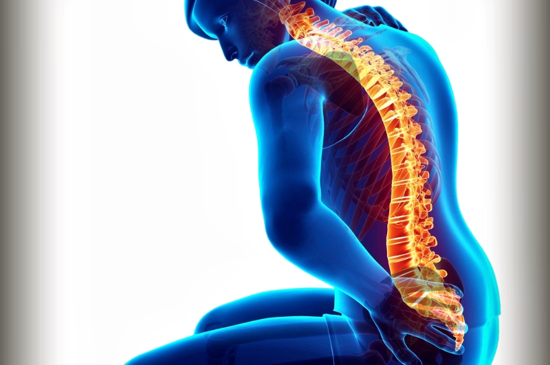 Глубокие мышцы спины – это группа мышц, расположенных вдоль позвоночника