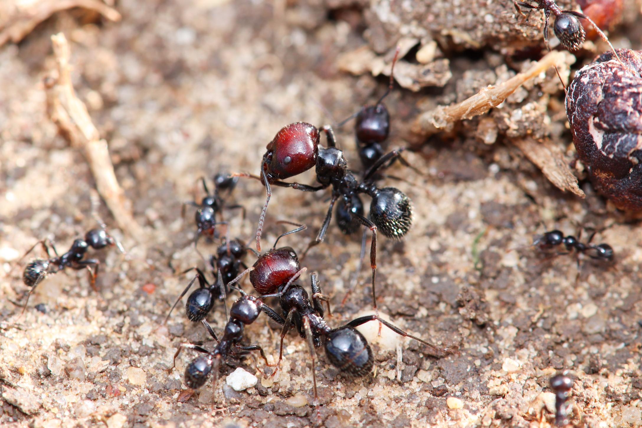 Messor, муравьи жнецы