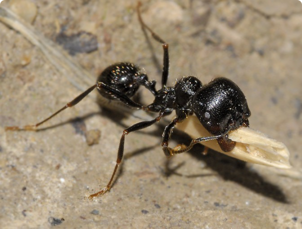 Messor, муравьи жнецы