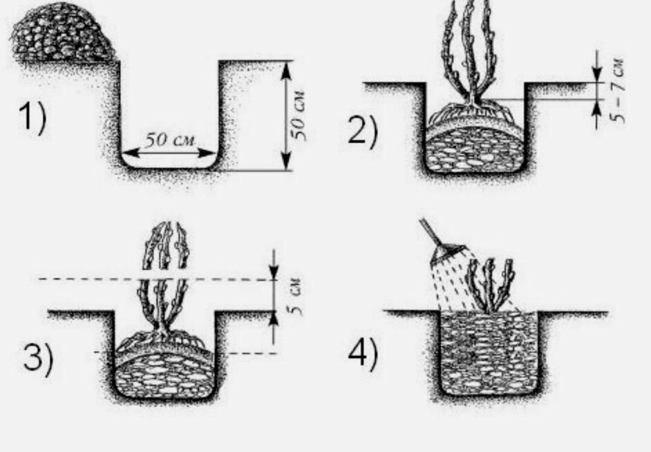 Посадка грунт осенью. Схема посадки крыжовника. Посадка крыжовника осенью в открытый грунт саженцами. Схема посадки ежевики в открытом грунте. Схема посадки кустарника крыжовника.