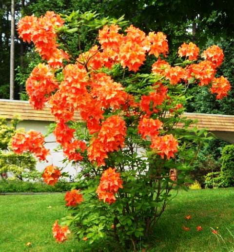 Азалия — украшение цветущего сада. Посадка, уход, лучшие зимостойкие сорта.