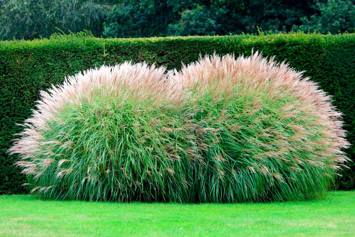 пампасная трава в ландшафтном дизайне фото