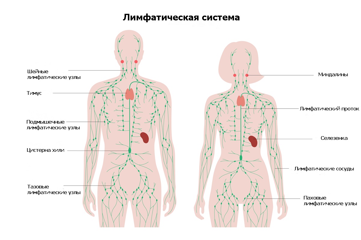 Схема лимфоузлов на теле человека