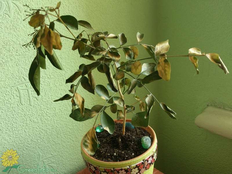 10 неочевидных причин, почему гибнут домашние растения | lilyhammer.ru