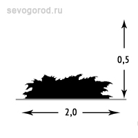 Можжевельник горизонтальный 