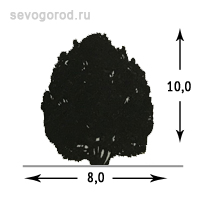 Можжевельник горизонтальный 