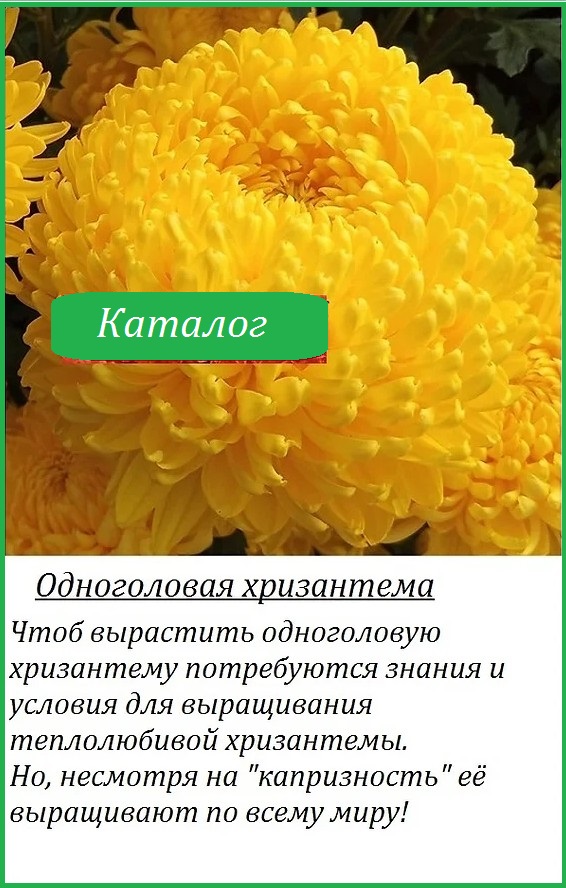 Как подготовить корейскую хризантему к зиме