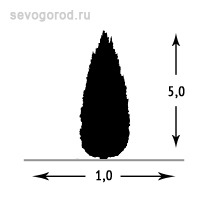 Можжевельник горизонтальный 