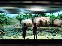 child-and-Aquarium_s.jpg