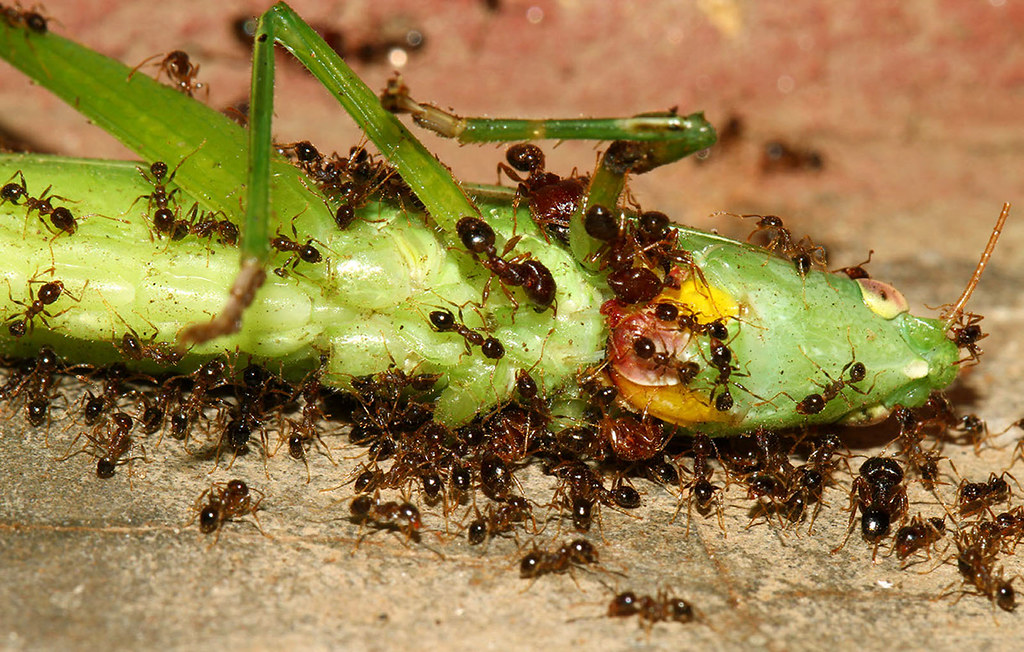 белковый корм для муравьев
