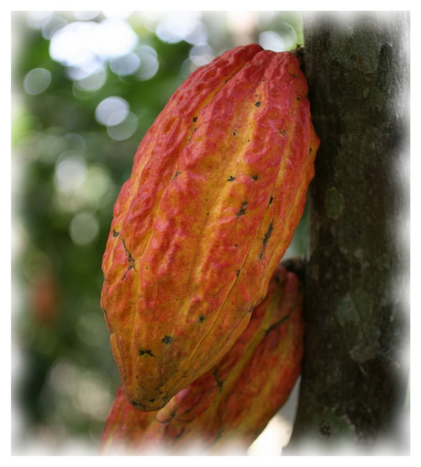 Внешний вид какао Trinitario