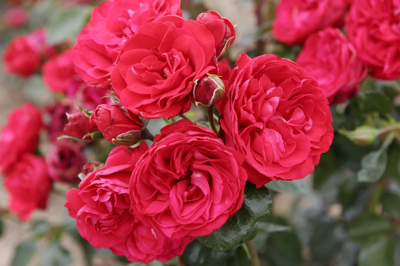 Розы сорта Eric-Tabarly в Подмосковье