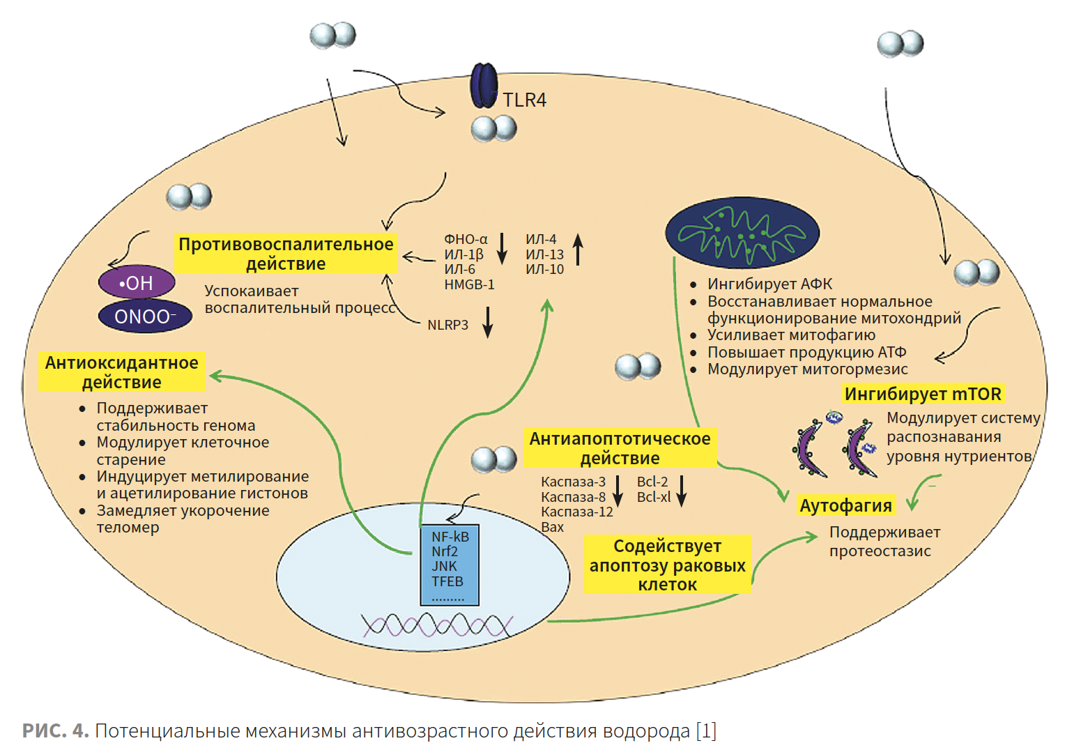 Роль антиоксидантов в лечении рака