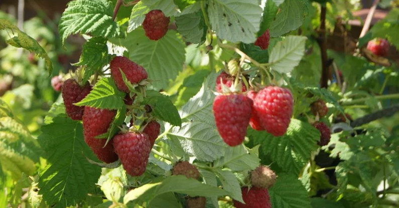 Малина сорт Шоша ягоды в Московской области 