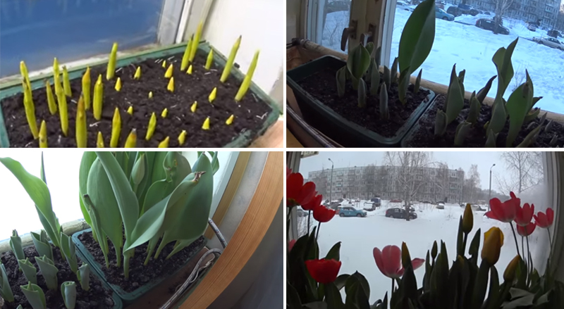 Сроки и правила выгонки луковичных: тюльпаны, нарциссы, крокусы, гиацинты