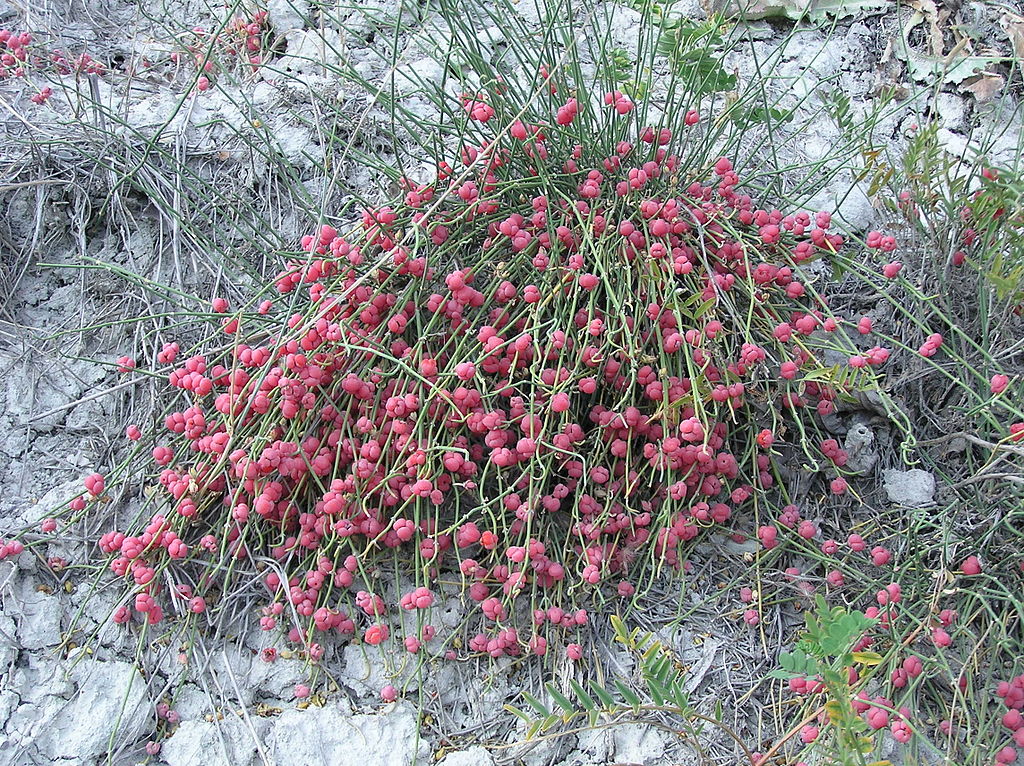 Ephedra_distachya_2