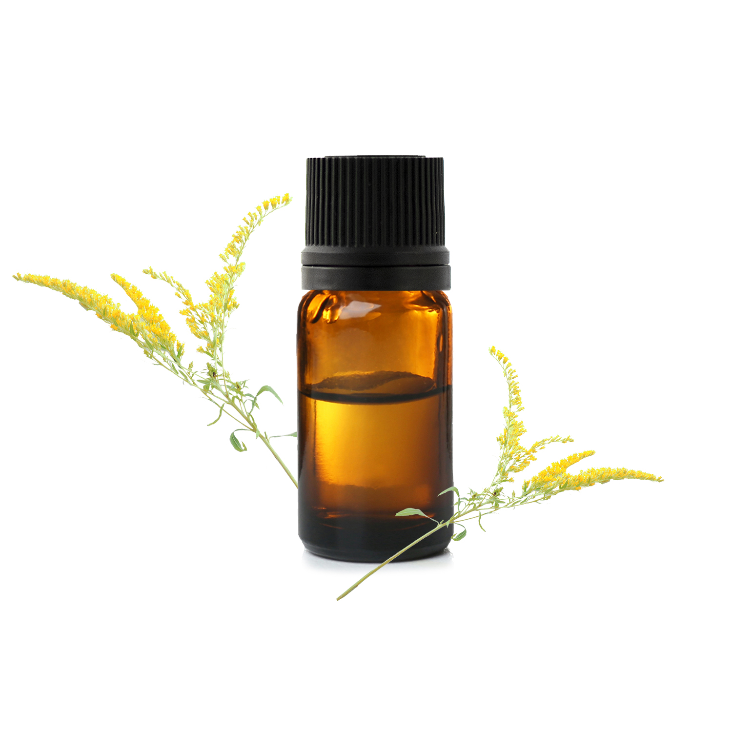 золотарник_1772663570782-1772663573966.jpg золотарник_1772663570782-1772663573966.jpg