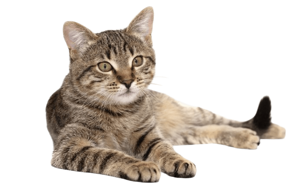 ts-img.png