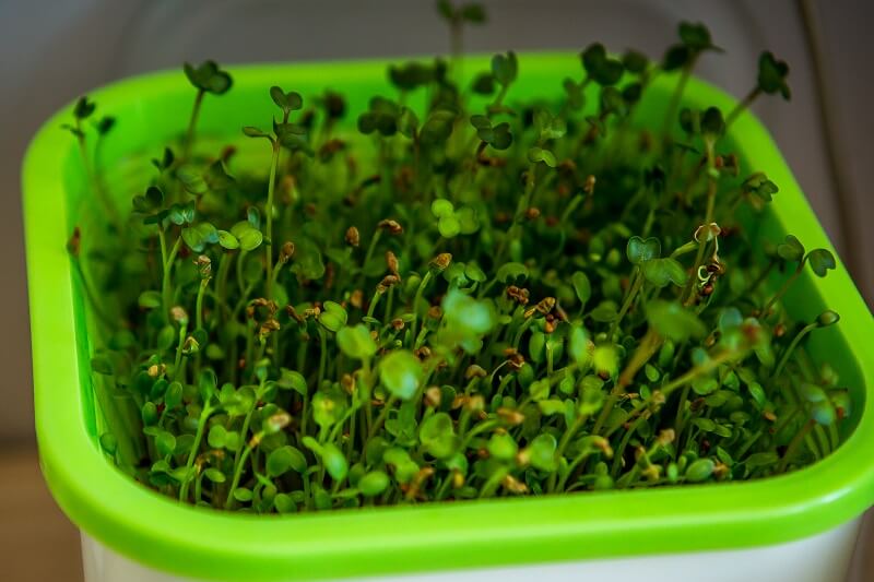 Проращиватель Здоровья Клад