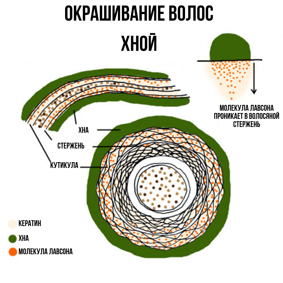 Как хна окрашивает волосы?