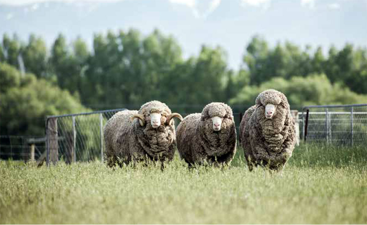 Мериносовая шерсть овец с ферм в Новой Зеландии и Австралии