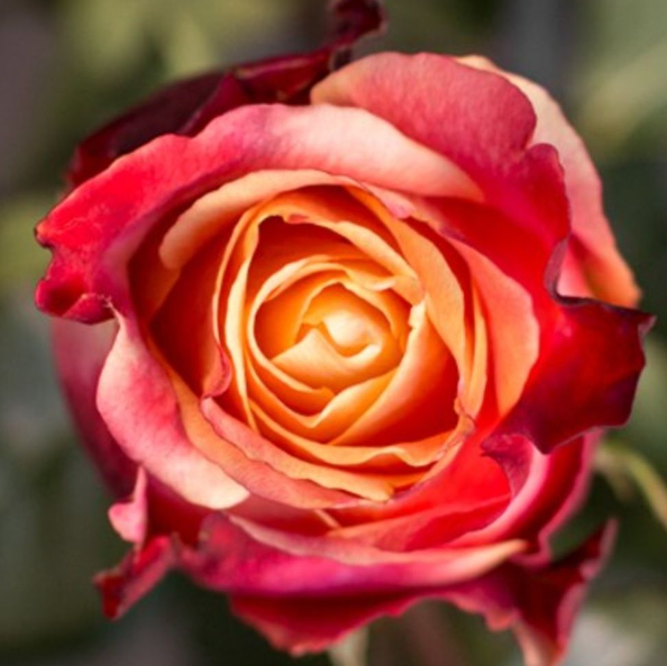 Супер-красивые розы сезона 2026 уже в продаже!!!