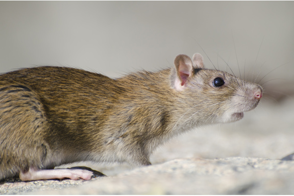 Что такое отпугиватели крыс и мышей? Принцип работы приборов, какой лучше купить