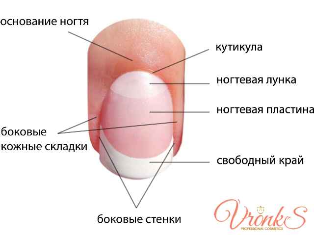 Ногти на руках растут быстрее, чем на ногах